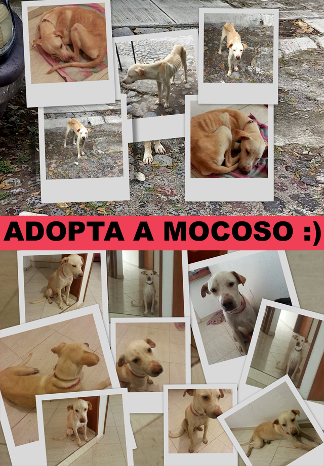 adopta_mocoso_2
